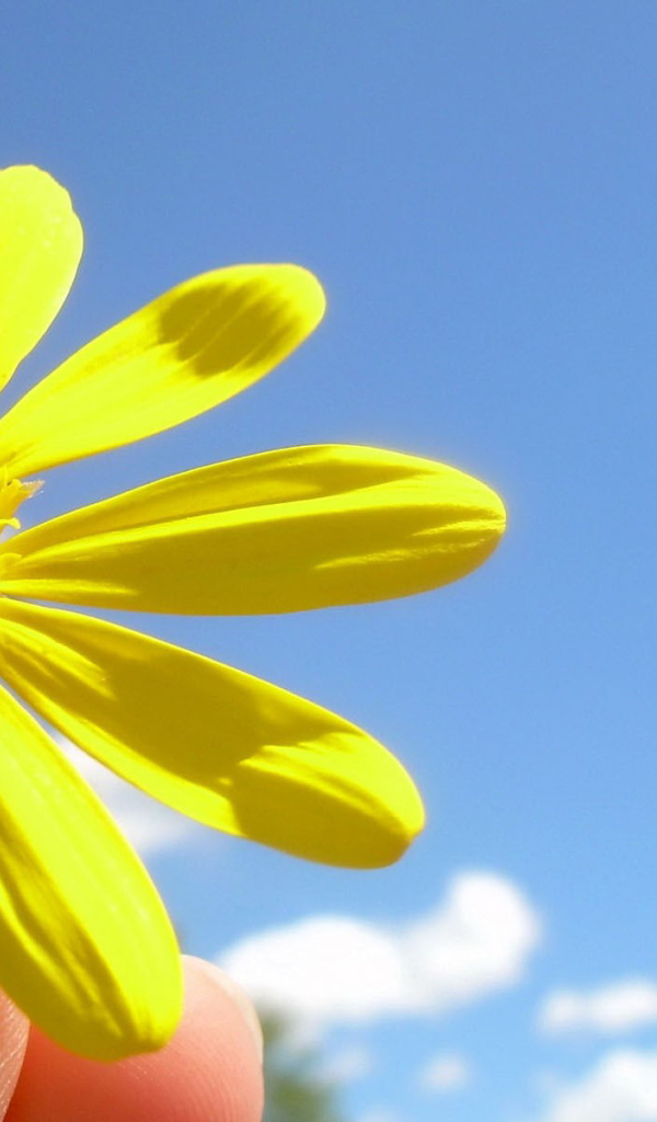 Солнечный цветок