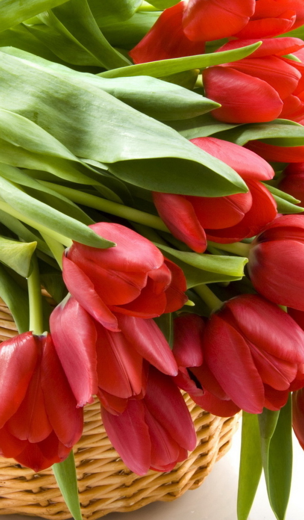 Тюльпаны в корзине
