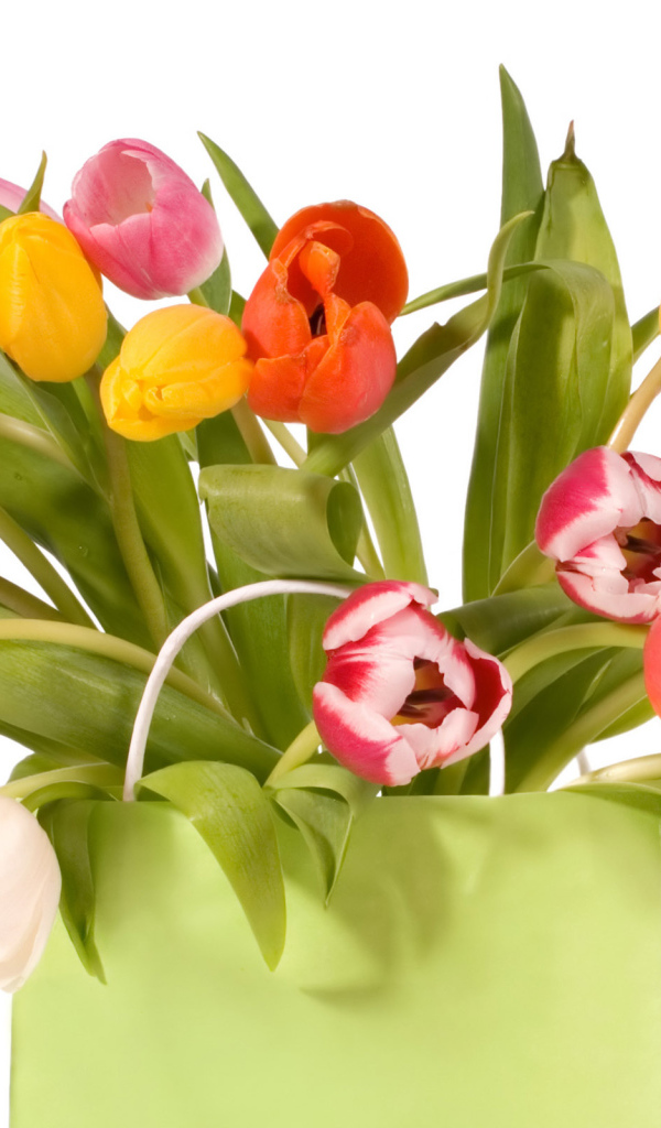 Тюльпаны в пакете