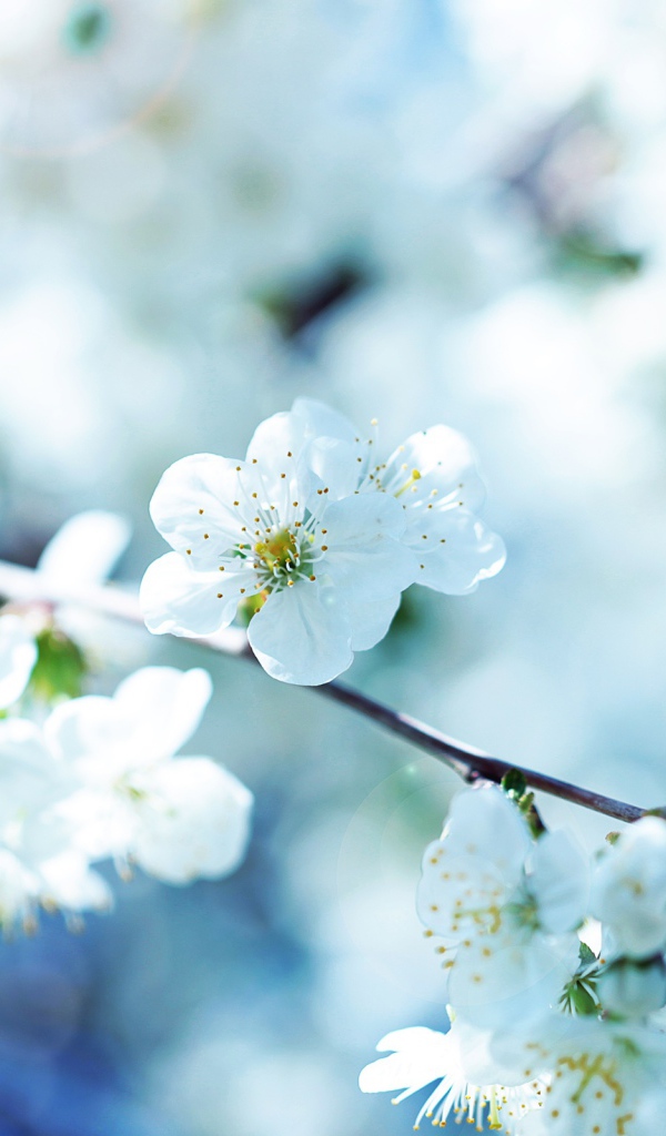 Белые цветы вишни