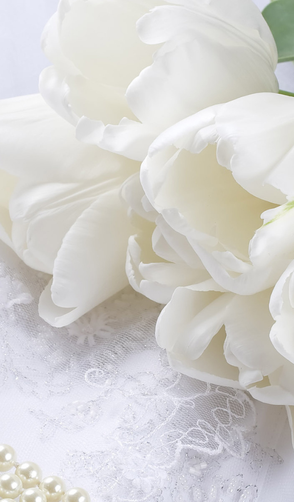 Белые тюльпаны