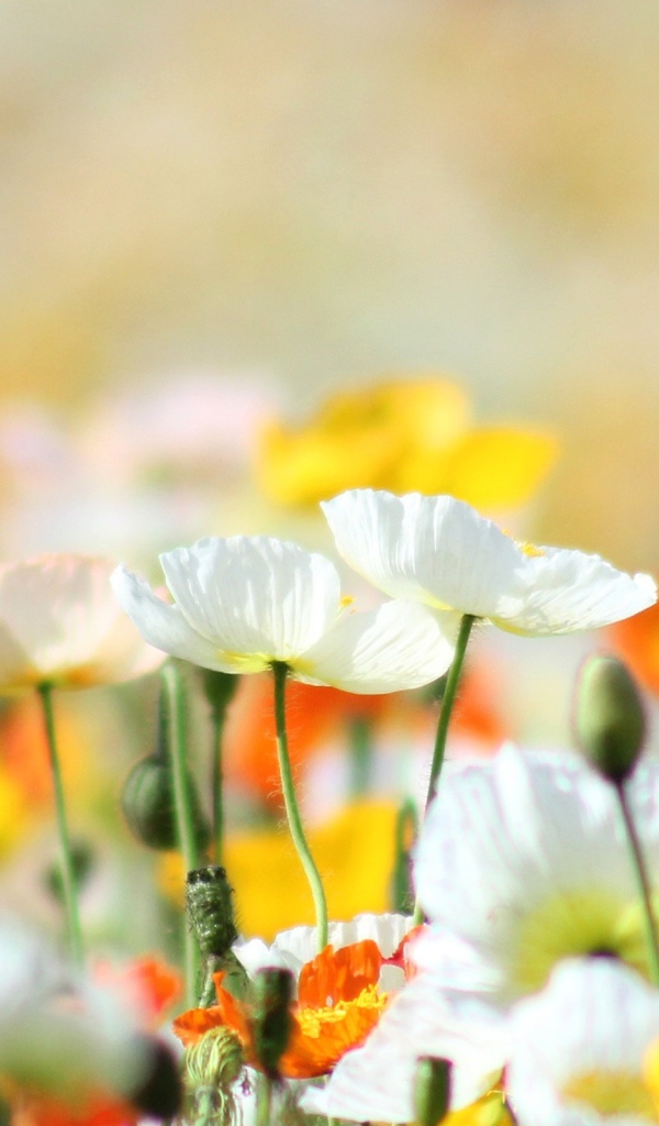 Желтые маки