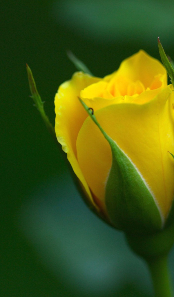 Желтая роза