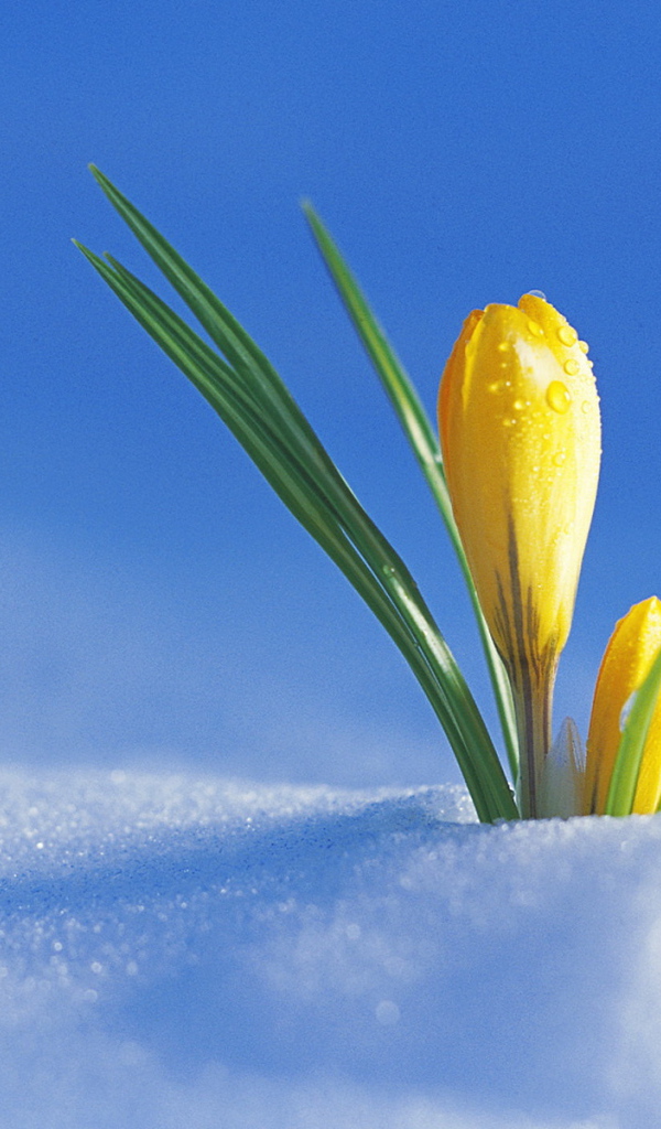 Желтый крокус