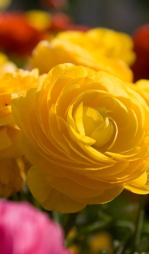 Желтые цветы