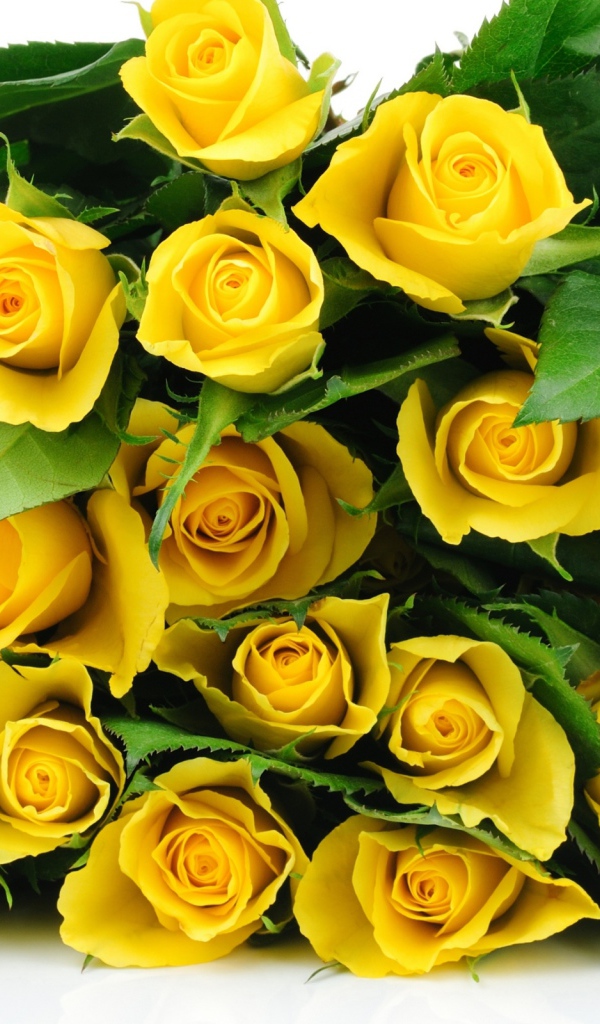 Желтые розы