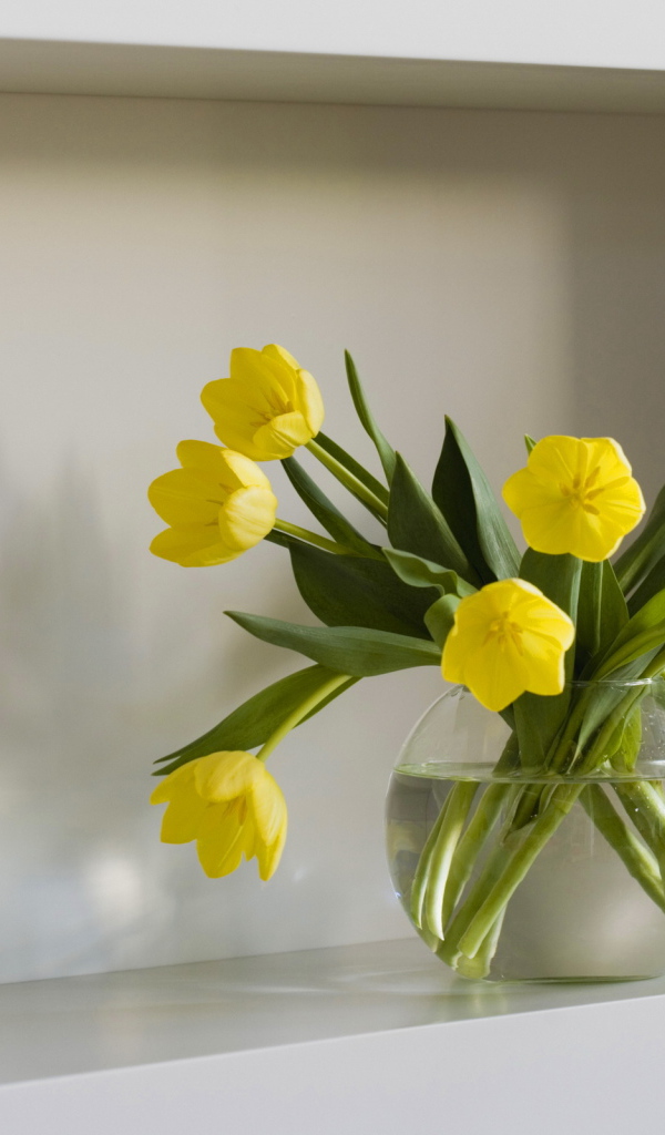 Желтые тюльпаны