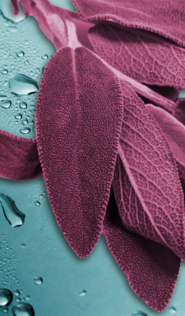 Листья на мокром стекле