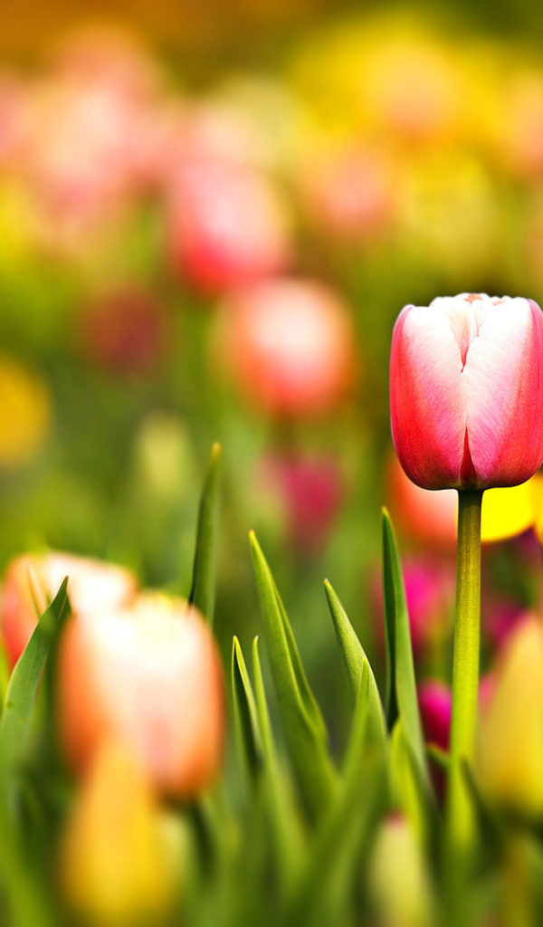 Цветущие тюльпаны