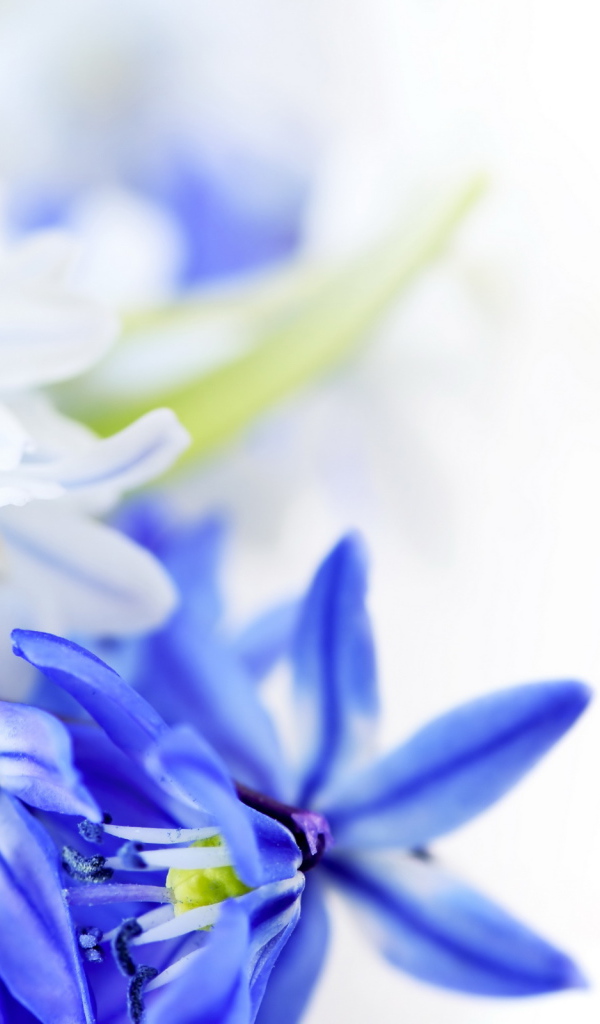 Голубые цветы