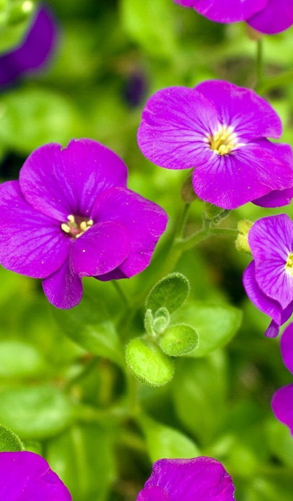 Яркие соцветия