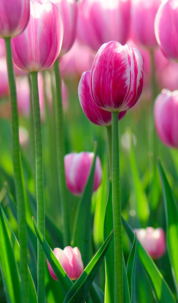 цветы Тюльпаны