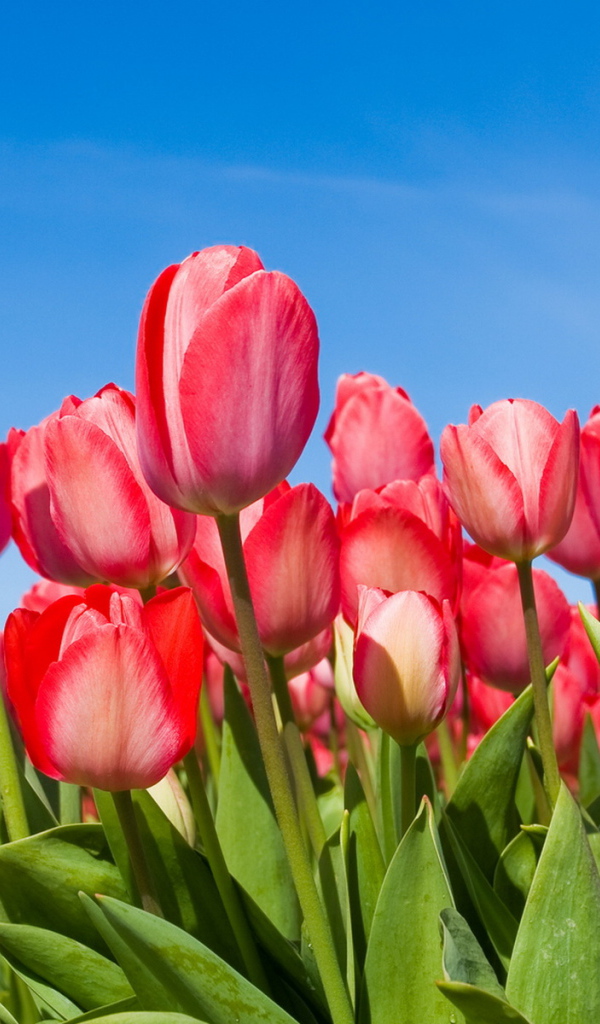 Розовые Тюльпаны