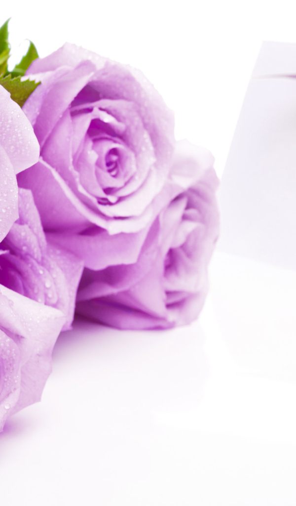 Лиловые розы