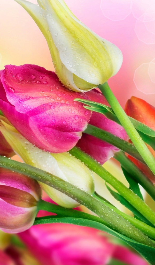 Весенние тюльпаны