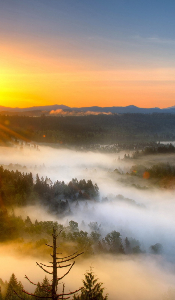 Туман над лесом