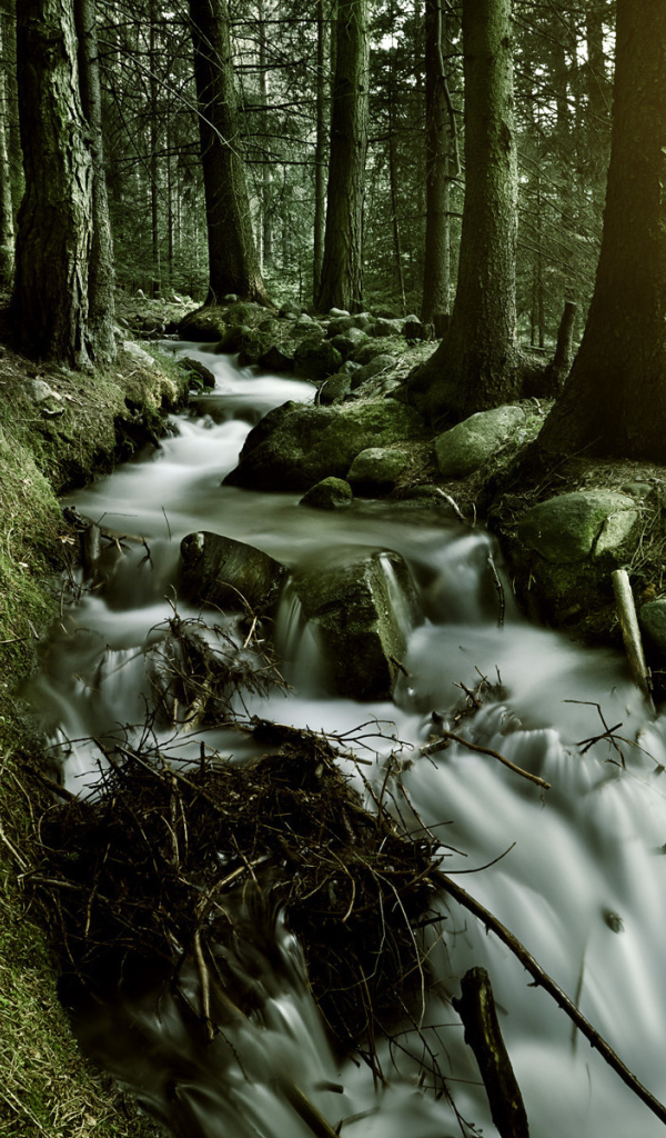 Лесной ручей