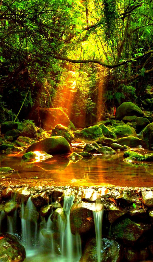 Лесной ручей