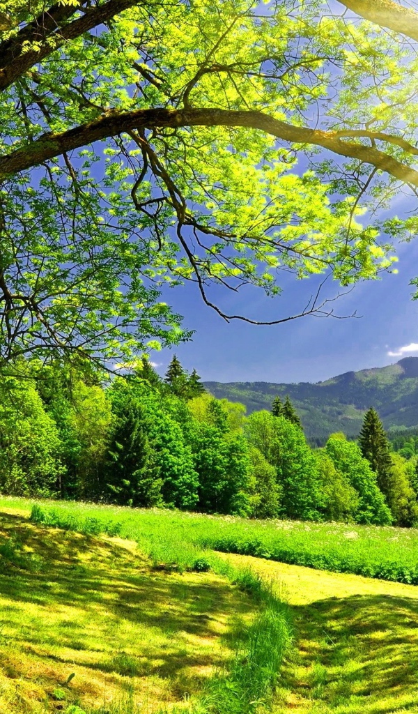 Солнце светит