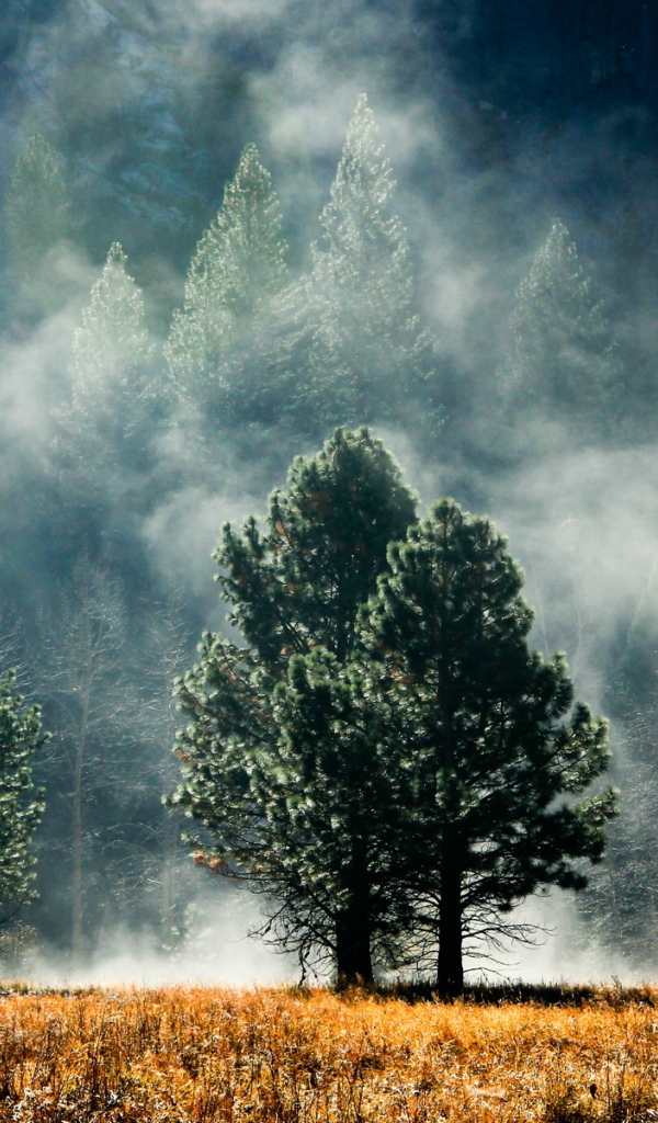 Лес в тумане