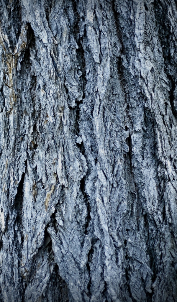 Ствол дерева