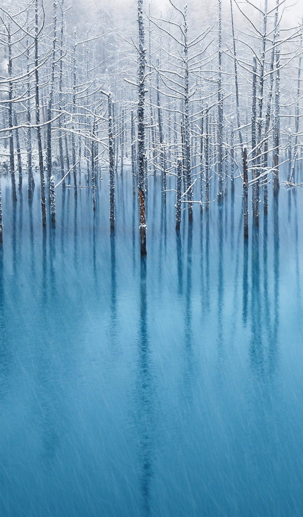 Деревья под снегом