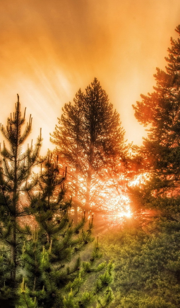 Хвойный лес