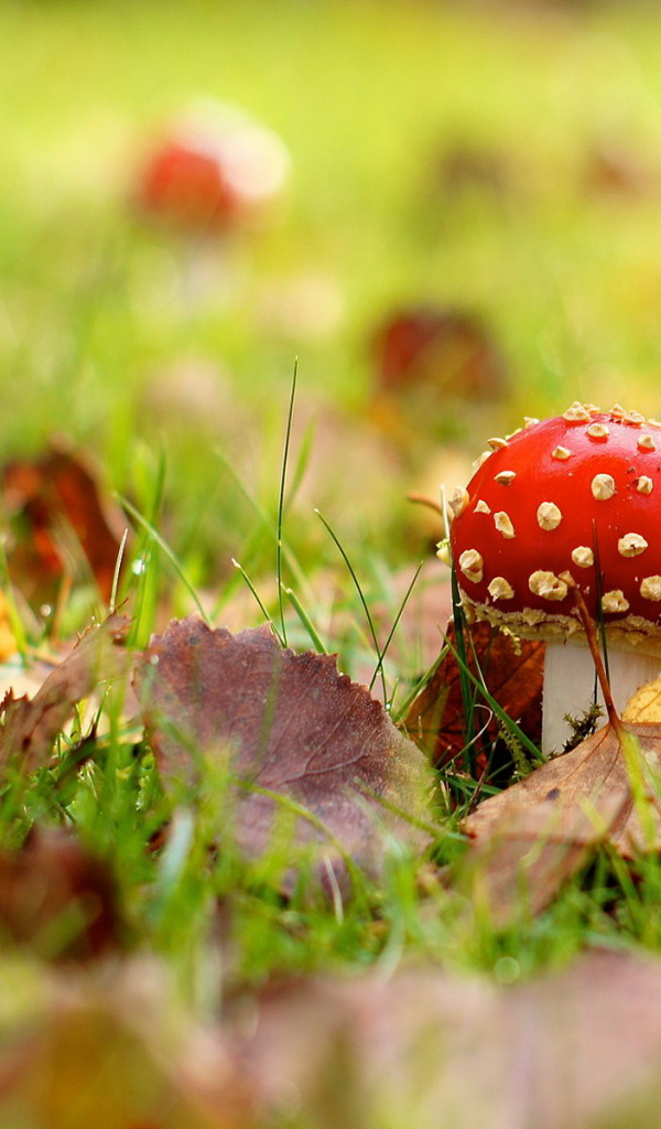 Мухомор на поляне