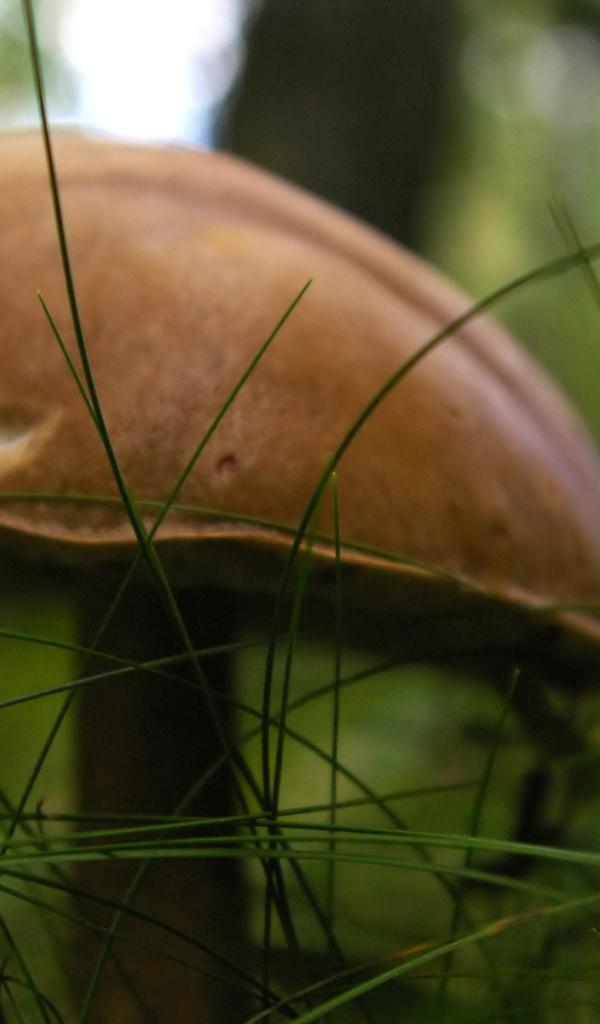 гриб Подберезовик