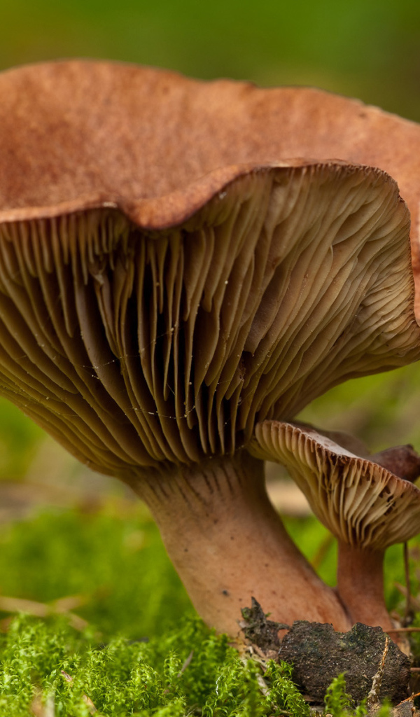 Гриб среди мха