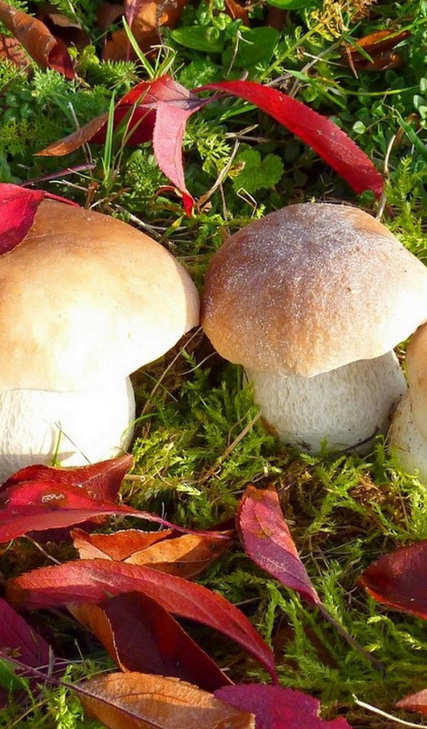 Грибы белые