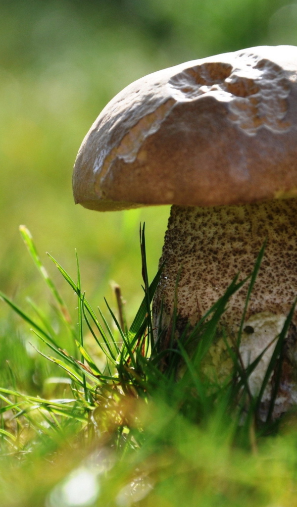 Два подберезовика