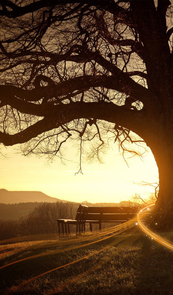 Скамейка возле дерева