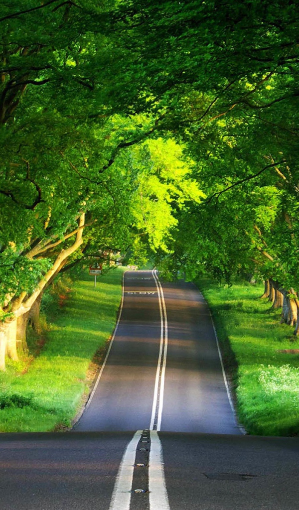 Зеленая дорога