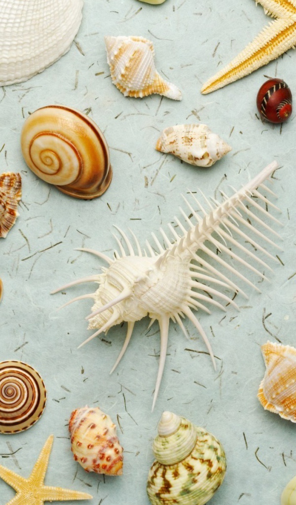 Много ракушек