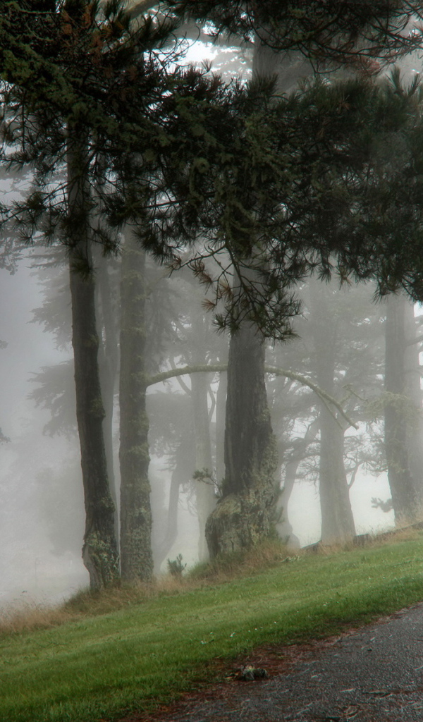 Парк в тумане