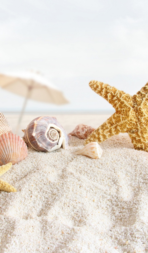 Морские раковины