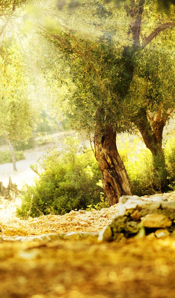 Летний парк