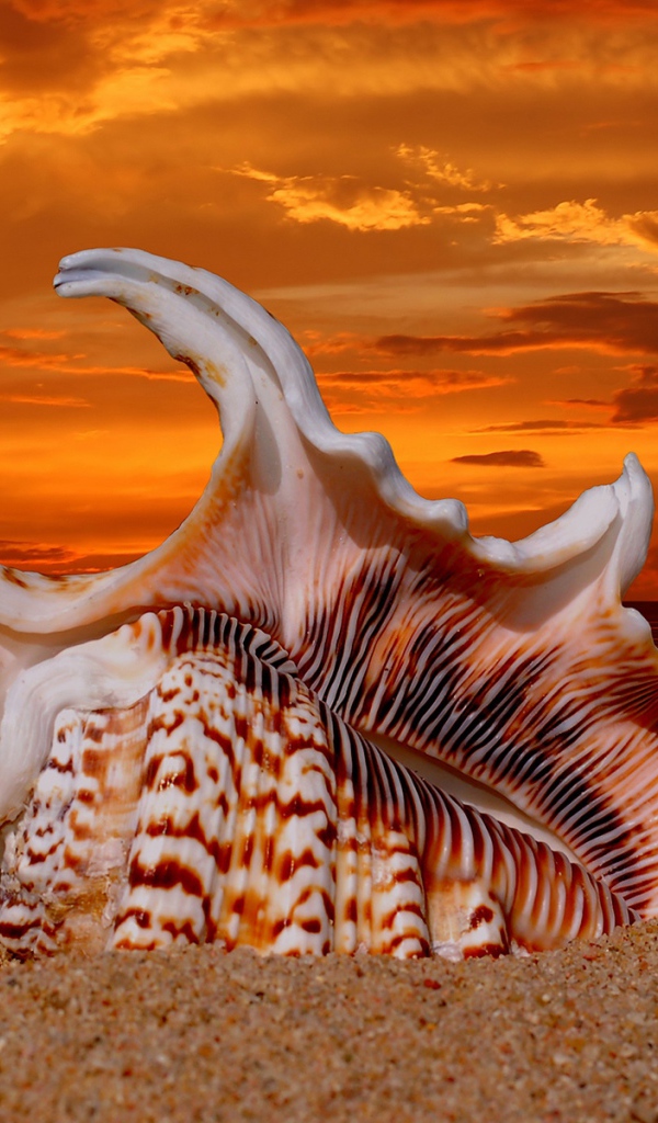 Раковина на закате