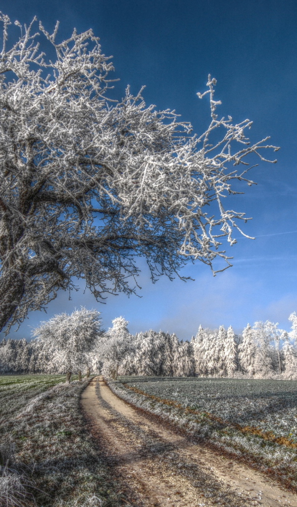 Деревья под инеем