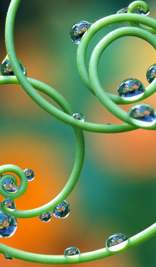 Капельки росы