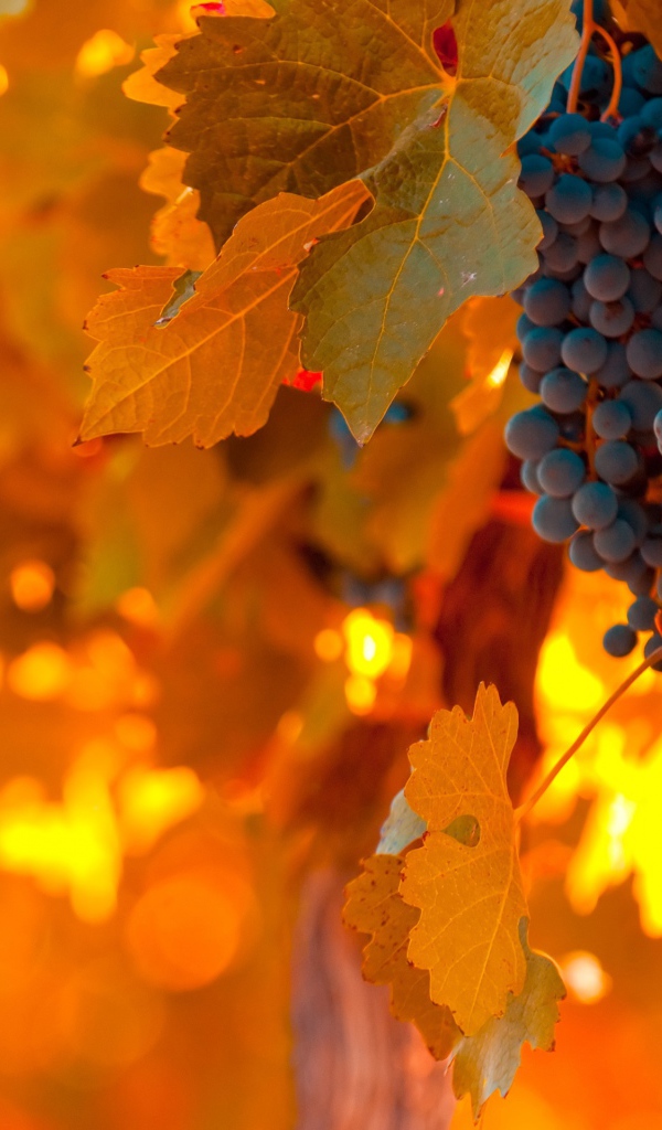 Виноград и листва