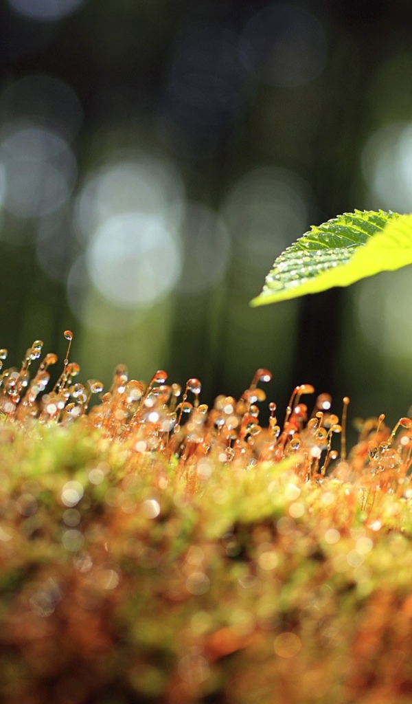 Утренний мох