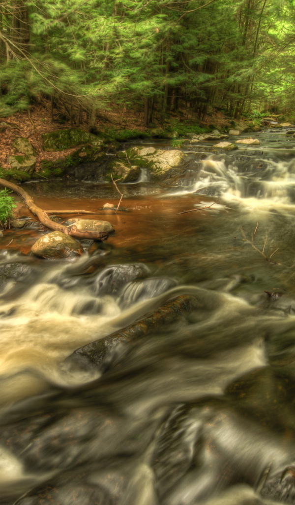 Речка в лесу