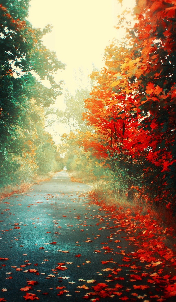 Fallen leaves on the road