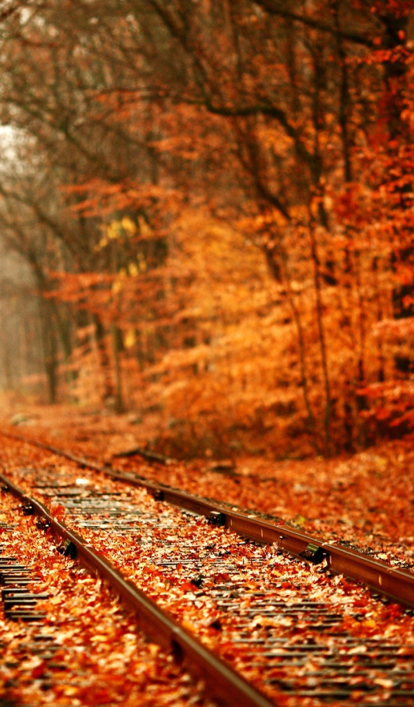 Листья на железной дороге