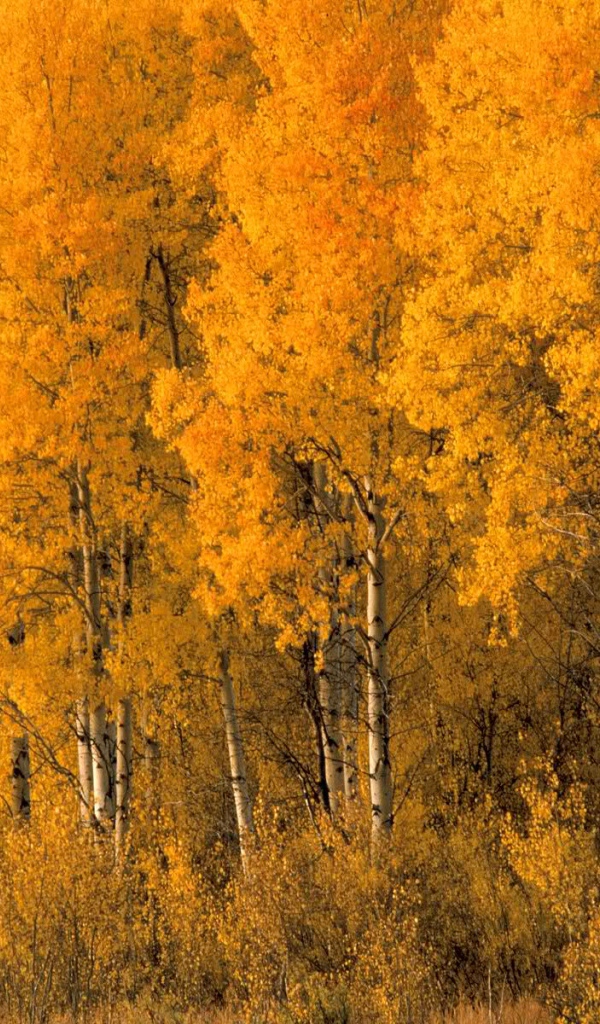 Желтый лес