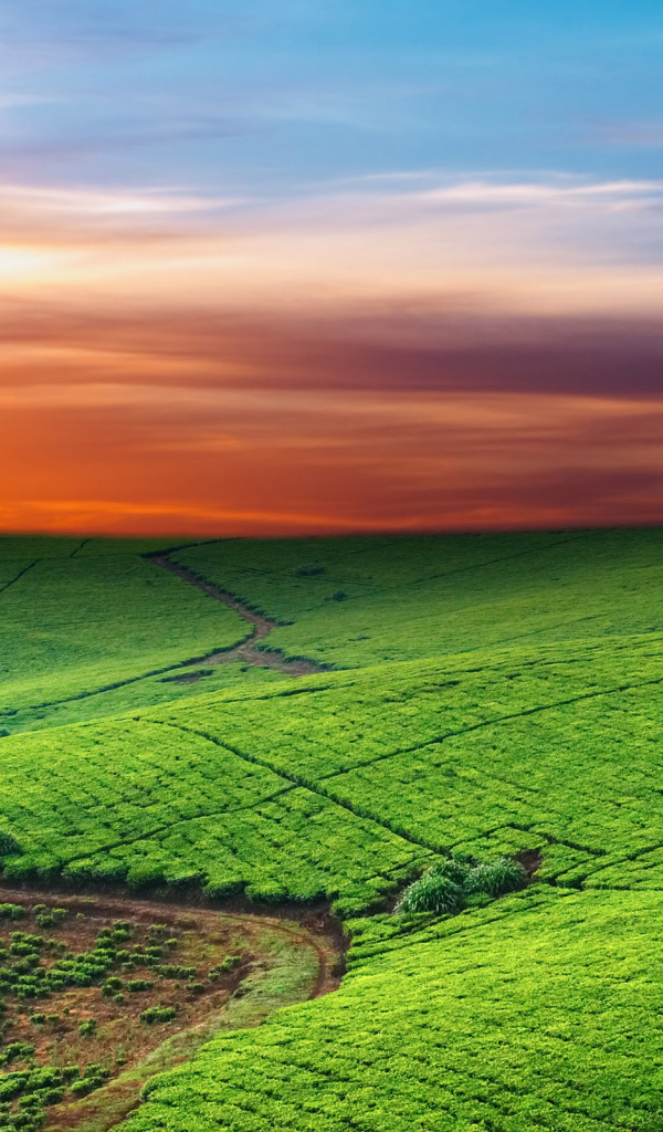 Зеленые пастбища на закате