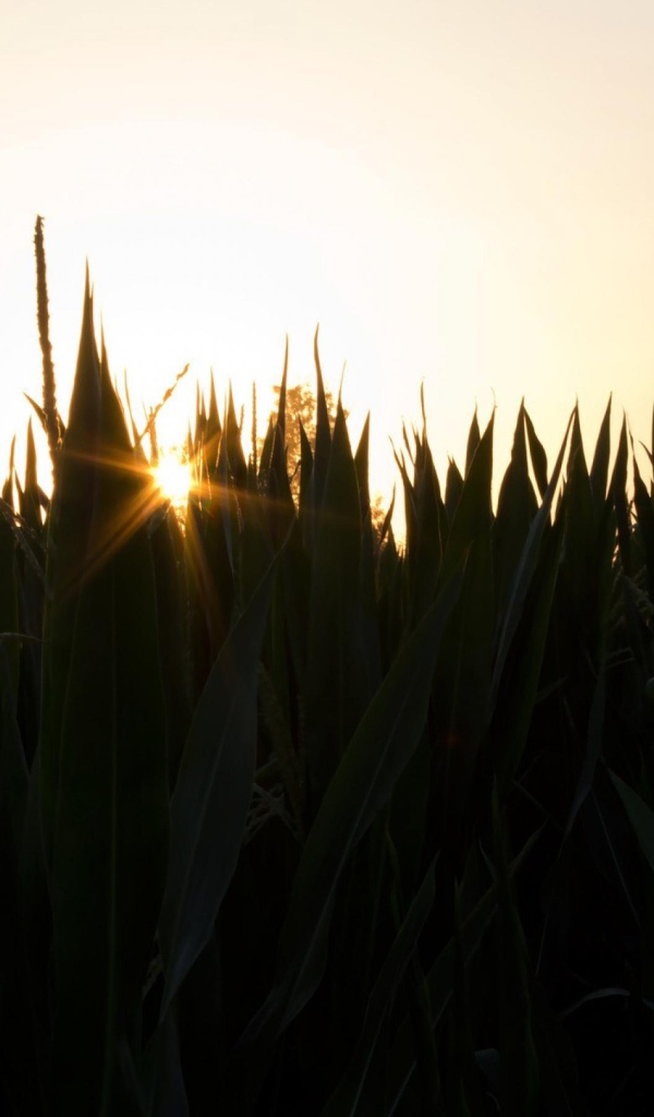 Вечерняя заря