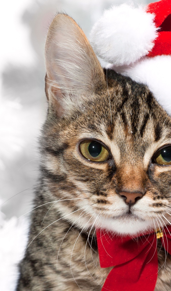 Новогодняя кошка